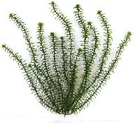 Tetra DecoArt Plantastics Anacharis L/30см  растение для аквариума