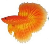 A-015 Orange (KW) Рыбка силиконовая - петушок